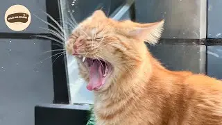 This Cat Helped His Owner Fight Depression and Find Joy Again