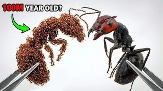 1,000  Ants Crazy VS Giant  Ants |  The evolutionary process of Ants 😱 ANTTREK Simulation