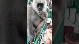 Adorable little monkey eating from my hand #littlemonkey #babymonkey #funnymammals