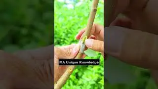 How to Graft Peach Trees in Summer &ndash; The Best Budding Technique! 🌳🍑