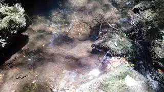 11.11 Ancient Antarctic beech tree forest vid 2