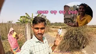 କେତେ ବଡ଼ବଡ଼ ହରଡ ଆମର 😲