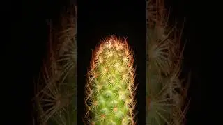Catus Close Up | Macro ASMR #satisfying #zoom #relaxing