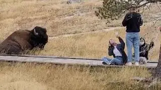 Bison Selfie in Yellowstone! #TouronsOfYellowstone  #Bison  #YellowstoneNationalPark #Yellowstone