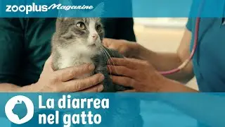 La diarrea nel gatto: cosa fare