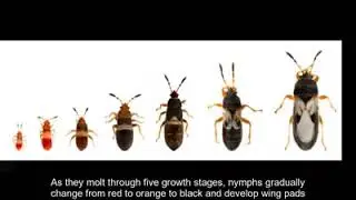 Chinch bug identification and float test