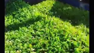 Turf Harvesting