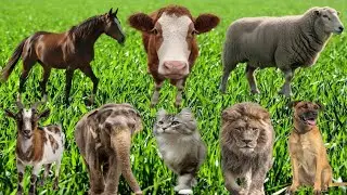 Funny Animals - Cow, Pig, Dog, Goat, Giraffe, Rabbit, Fox, Sheep, zebra- Familiar Animals