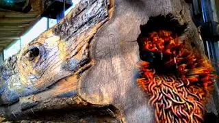 The Discovery Of a Terrifying Unusual At Sawmill