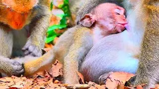 Omg! Big Baby Monkey Can't Wait & Eat Mother Milk A Lot...!