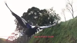 Killer Magpie Attacks Cyclist