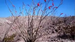Mecca Hills Hike