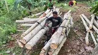 ANGKUT KAYU ALBASIA BANYAK MELIMPAH//JOKI OJEG PALANG GOKIL