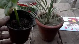 What Is Perlite Good for Soil | Expanded Perlite Insulation | Use of Perlite (Urdu/hindi)