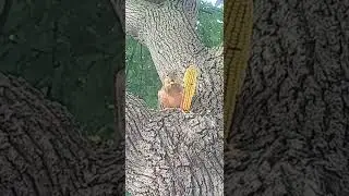 squirrel eating corn