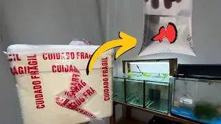 NOVAS MATRIZES DA CRIAÇÃO DE GUPPY CHEGARAM!