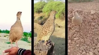 Teetar Live Awaz | This Video made by multiple shorts as fair use of Short policy .