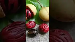 Nutmeg, nature natural remedies! #cute #diy #nutmeg