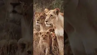 Mom Friendship: Animals That Babysit for Each Other #facts #animalfacts #animalfriendship