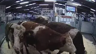 Kivells Store Cattle Sale 27.01.21 - MartEye