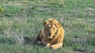 Floppy Ear Styx Male Lion Sighting | Sabi Sands | 9 November 2025