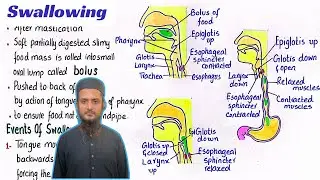 Swallowing process | peristalsis and antiperistalsis | digestion in oral cavity | class 11