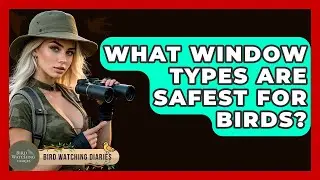 What Window Types Are Safest For Birds? - Bird Watching Diaries