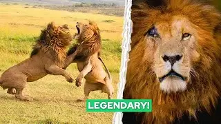 Лев ЛИЦО СО ШРАМОМ: История самого известного льва в мире | Документальный фильм