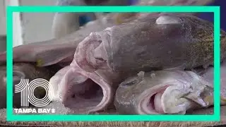 Eating fresh-caught fish and seafood during red tide in Florida: is it safe?