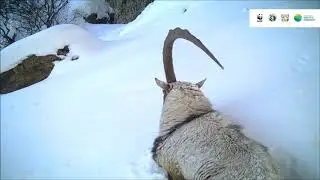 Unigoat in Khosrov Forest Reserve (Armenia)