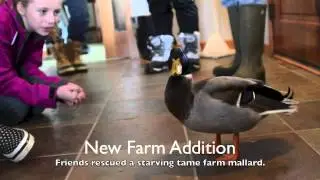 Pete the duck