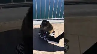 Monkey steals bag from tourist #Funny!!