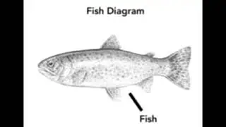 Fish Diagram