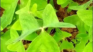 Kanyebwa/Sorrel/Oxalis Latifolia#herb#medicine,organic,botany#nature#plant