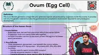 Ovum - Easy Notes and explanation  - Embryology