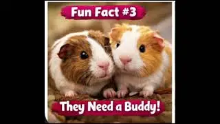 Five. Fun facts about guinea pigs.