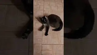 cat😹😹😹😹😹😹#😂😂😂😂😂😂😂