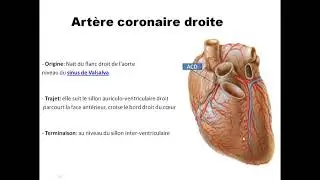 Vascularisation et innervation cardiaque partir01 Dr Saidi M