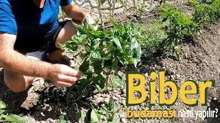 BİBERDE BUDAMA NASIL YAPILIR? HOW TO PRUNING PEPPER? &iquest;C&Oacute;MO PODAR LA PIMIENTA? COMO PODAR A PIMENTA?