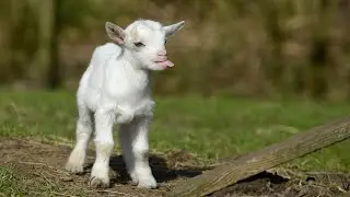 Special goat climbing on Dam very very marvalles