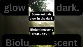 #glowinthedark #didyouknow #didyouknowfacts #natureisamazing #nature #naturecuriosity