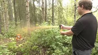 2 bear maulings near Anchorage prompt safety reminders