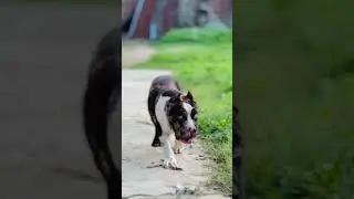 Pitbull strong dog walking video #pitbull #dogbreed #americanbully #dog