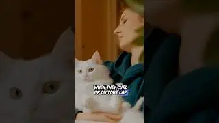 WHY Are Cats So Adorable? #cats #catshorts #facts #viralvideo #catfacts #cute #cuteanimals #cutecat