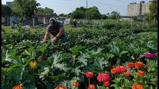 Flemo Farm