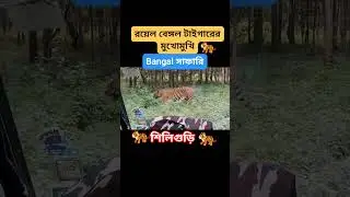 Bengal Safari Siliguri 🐯🐅 #shorts  #tiger #wildlife #zoo #viral #trending #funny #shortvideo #short