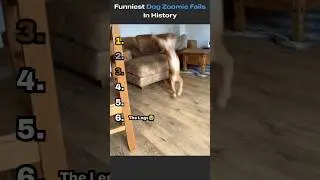 Ranking The Funniest Dog Zoomie Fails In History