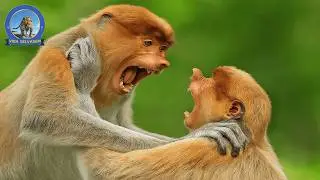 O Mundo Misterioso do Macaco Narigudo O Palha&ccedil;o &Uacute;nico da Natureza #animaisselvagens #vidaselvagem
