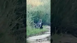 #shorts  honey badger a notorious and don't care animal - fighting with leopard. #youtubeshorts
