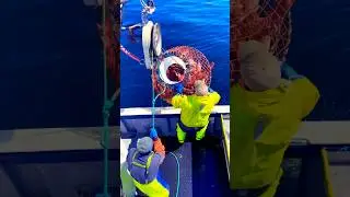 Gulf St. Lawrence Snow Crab Fishing 🇨🇦🦀